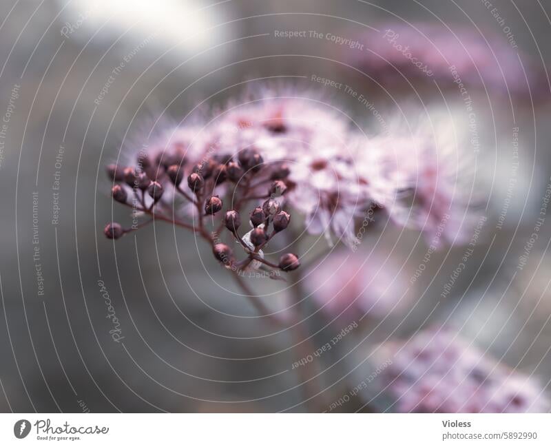 Japanese spirea Japanese piping shrub Woody Depth of field blooms buds Pink