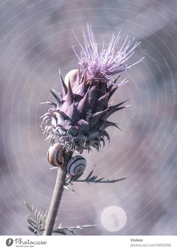 Snail drool thistle purple snails Blossom Nature