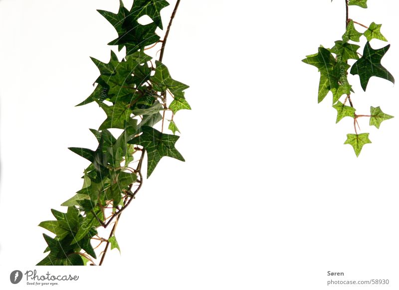 white ivy flower, ivy plant flowers, Stock Photo