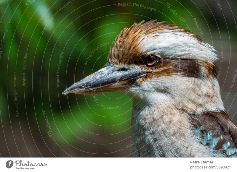 Kookaburra Lachender Hans Vogel Tier Federn Schnabel Vogelkopf Natur Lebewesen Tierwelt Australia Familie der Eisvögel