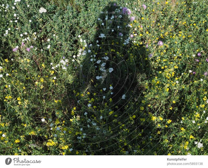 Shadow outline of a woman surrounded by a meadow of summer flowers Summer Summery Nature flowering meadow Green Blossoming silhouette Woman Relaxation refuel