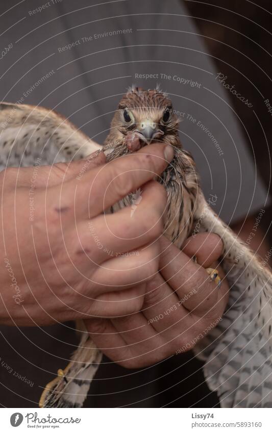 A young kestrel in the hands of its surrogate mother at feeding time Kestrel hand raising Bird Bird of prey Falco tinnunculus Young bird predator bird world