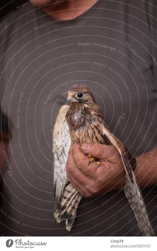 A young kestrel in the hands of its surrogate mother shortly after feeding Kestrel hand raising cub Bird Bird of prey feathers Nature Flying Falco tinnunculus