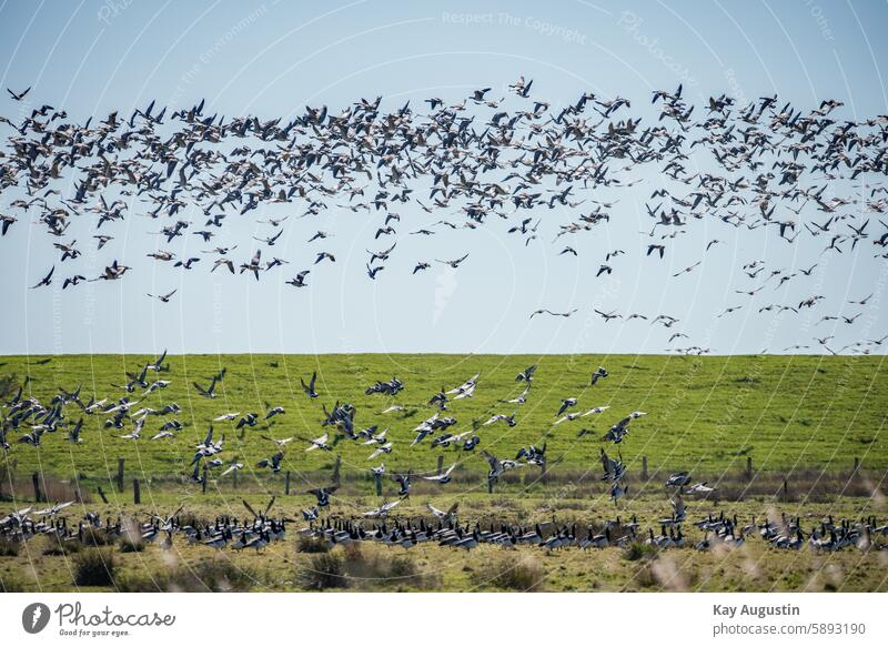 White-fronted geese White-cheeked Geese Nature Nature reserve Exterior shot Deserted Landscape Colour photo Environment Beautiful weather Green Sky