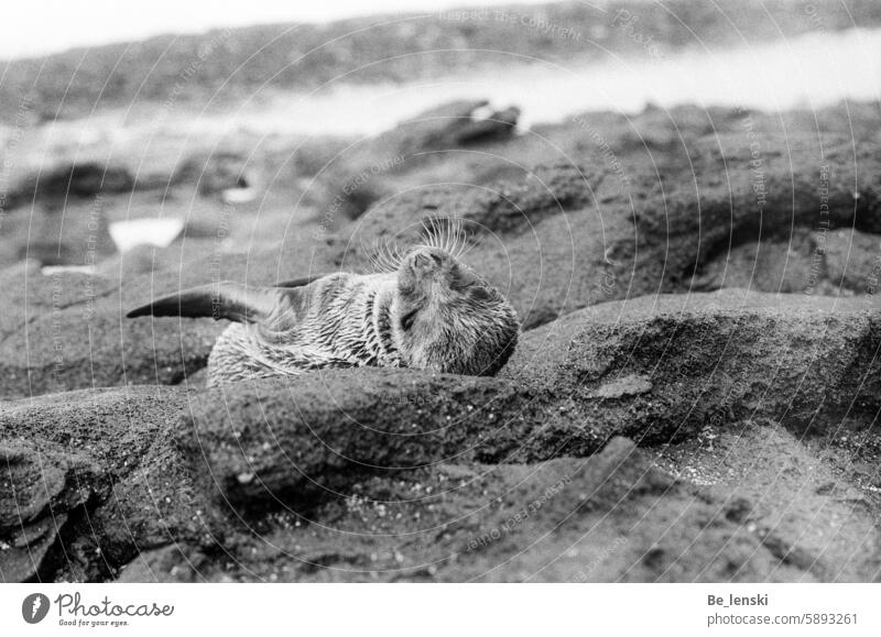 Baby seal on a rock - Galapagos Ilford Analog Analogue photo Black & white photo Seals Seal cub by oneself forsake sb./sth. hunger Thirsty cute Animal