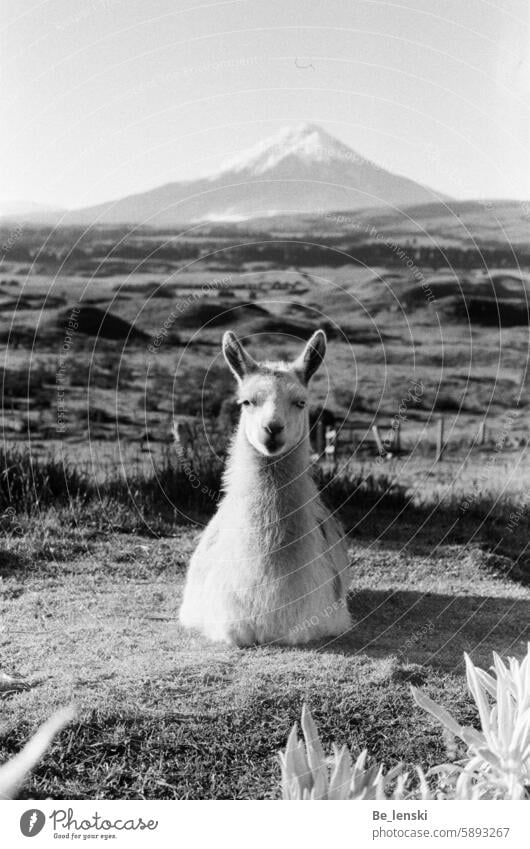 Alpaca in front of the Cotopaxi in Ecuador Nature fauna Landscape Animal farm Hiking Cotopaxi National Park Mammal Wool Mountain Mountaineering height Tall