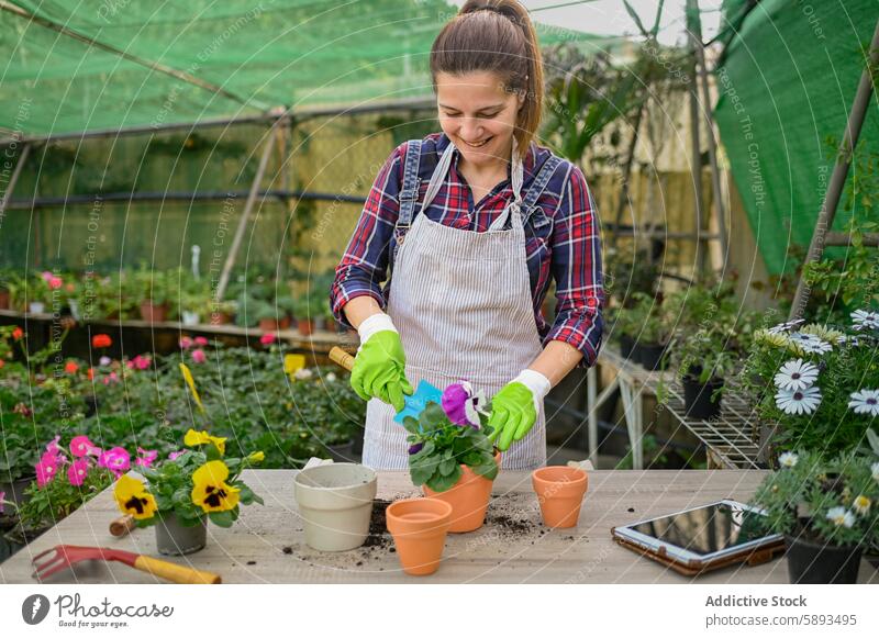 Cheerful woman transplanting viola flower gardener hothouse smile work pot female mature middle age agriculture organic add soil shovel horticulture cultivate