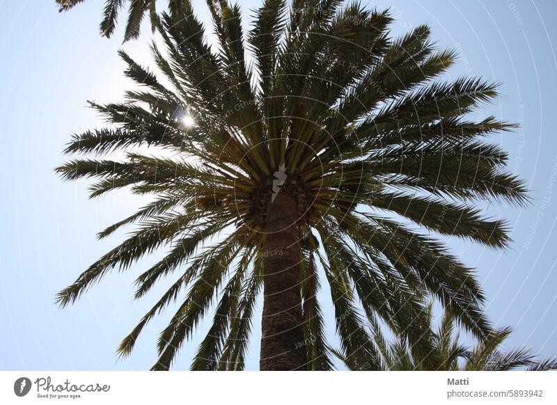 Palm tree in the sunshine against a blue sky palms Sky Blue sky Sun Summer vacation Vacation & Travel Nature Exotic Green Plant Beautiful weather Vacation mood