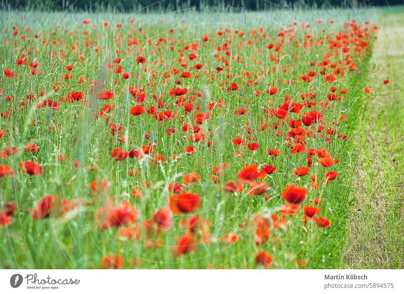 Corn poppy in a cornfield with red petals. Red splashes of color in green surroundings Summer flower summer day soft nature red poppy plant grass summer flowers