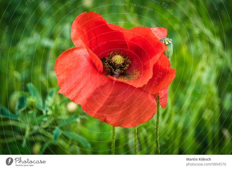 Corn poppy in a summer meadow with red petals. Wildflower from nature. Red splashes Summer summer day soft field red poppy plant grass summer flowers season