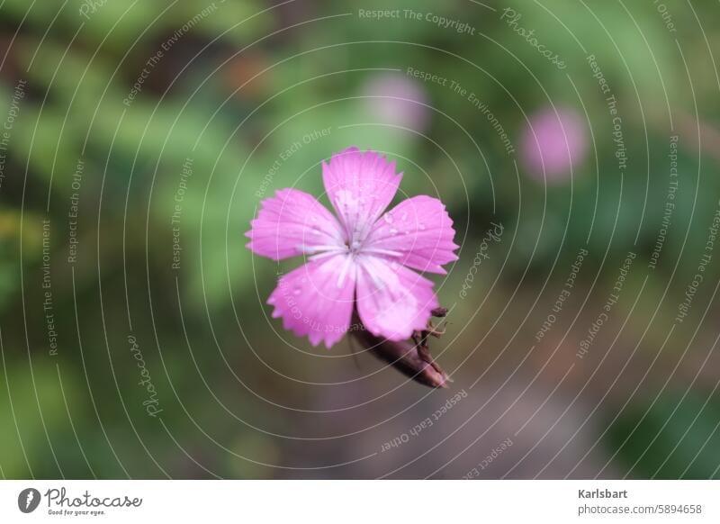 In the bush Flower Blossom Nature Plant Blossoming Garden Summer Exterior shot Close-up Detail Deserted naturally Colour photo Pink blurriness Green Environment