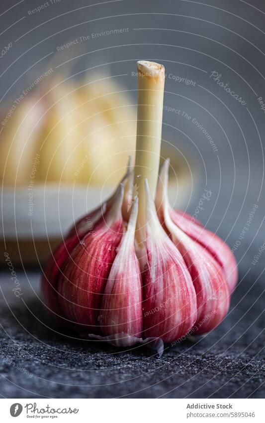 Close-up of a fresh garlic bulb on a gray background close-up red clove natural ingredient cooking kitchen macro food organic agriculture healthy culinary spice