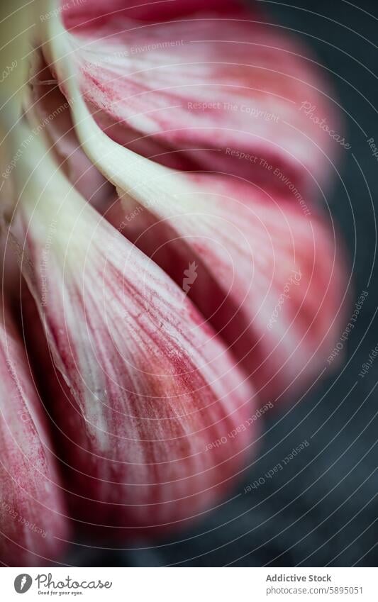 Close-up view of fresh garlic cloves with vibrant colors cooking ingredient texture macro close-up culinary food natural organic kitchen spice seasoning herb