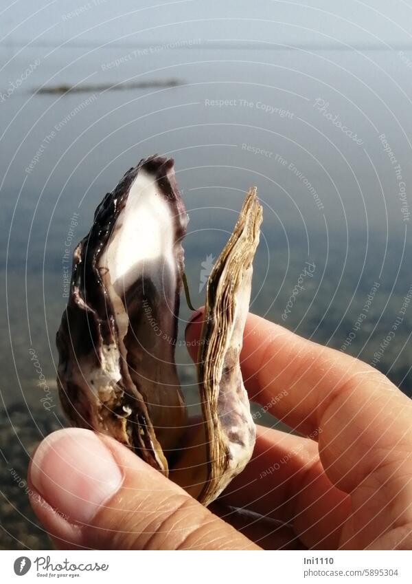 Hallig Gröde |opened empty oyster Summer North Sea Mudflats reverberant Low water Ocean shell collect Mussel lost property Ostreidae Oyster Oyster shells