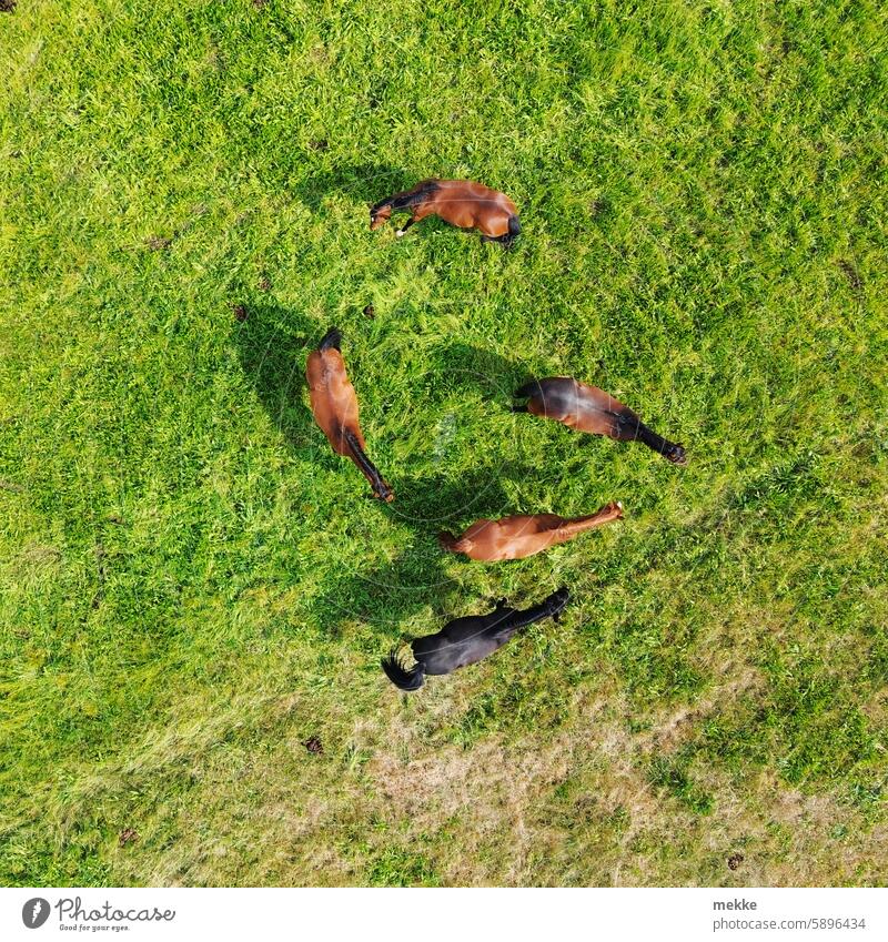 Horses in the waiting loop horses Willow tree Meadow paddock Grass Nature To feed Summer Green Environment Landscape Field Farm Pasture use Rural Outdoors Ranch