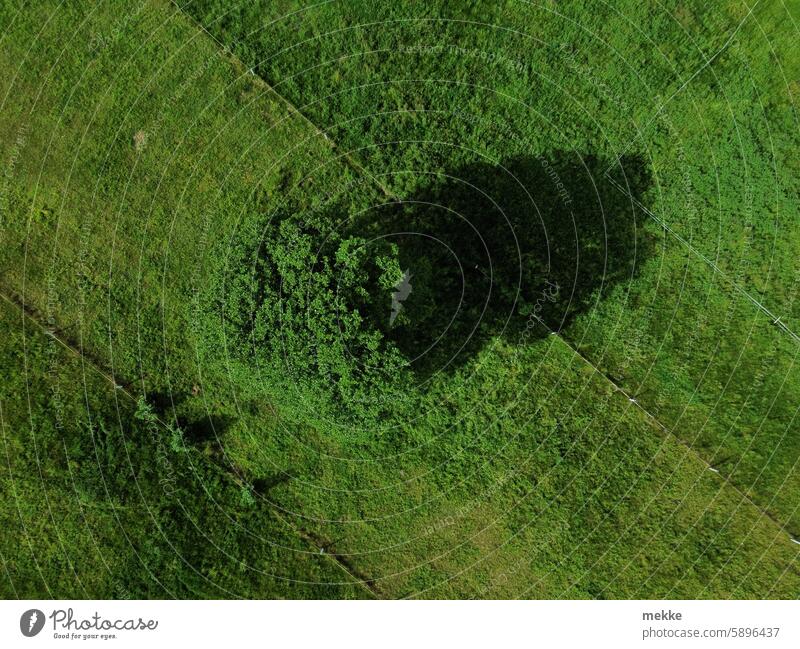 shade provider Tree Shadow Sun Light Nature Sunbeam Sunlight Beautiful weather Contrast Day Landscape Willow tree Meadow Green Juicy Grass Summer Damp