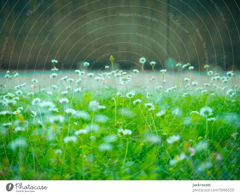 Daisies never stand alone Daisy Flower Meadow Grass Flower meadow Blossoming Neutral Background Double exposure blurriness Illusion Reaction bokeh Innocent