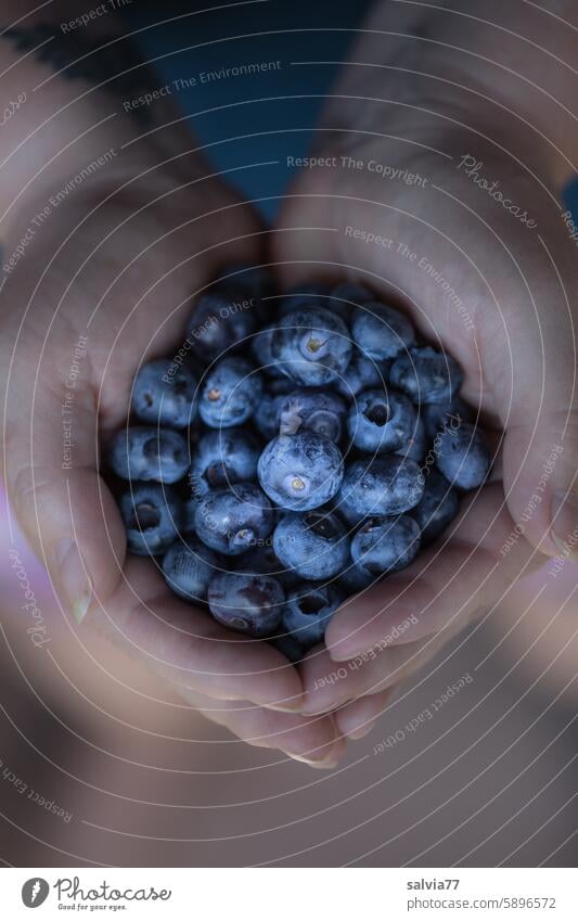 rich harvest, delicious blueberries Berries Hand Harvest Mature salubriously Delicious Fruit Fresh Food Fruity Healthy Eating Vitamin-rich Organic produce Juicy