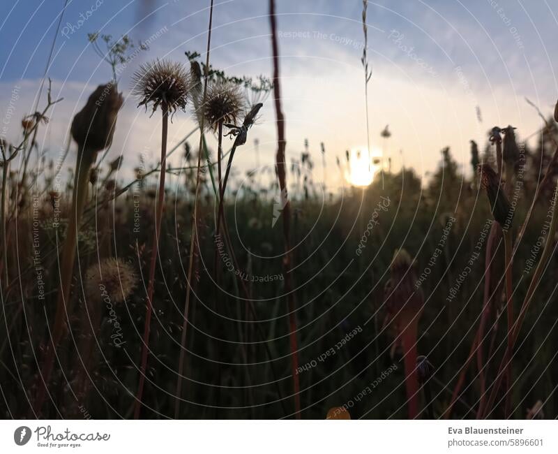 Close-up of a summer meadow against the light at sunset Meadow Summer dandelion Dandelion Sunset Back-light Backlight shot grasses Grass blossom