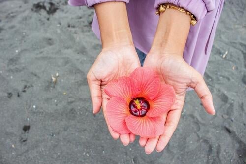 Asian Girl Holding Flower Zinnia red flower agricultural blossom flora nature plant hand finger girl asian brown skin little palm spring bloom background