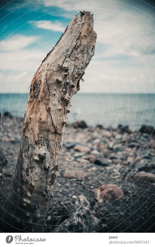 beach sensations Water coast Beach Ocean Wood Horizon Distinctive Clouds Landscape Sky Cold Baltic Sea Structures and shapes Weathered Change Branch Elements