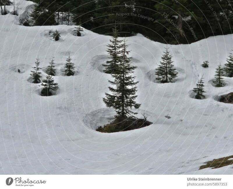 Heat islands in the snow around fir trees in the Alps Warmth firs Snow Winter Thaw Austria Survive Landscape Cold Forest Nature Snowscape Winter mood Frost