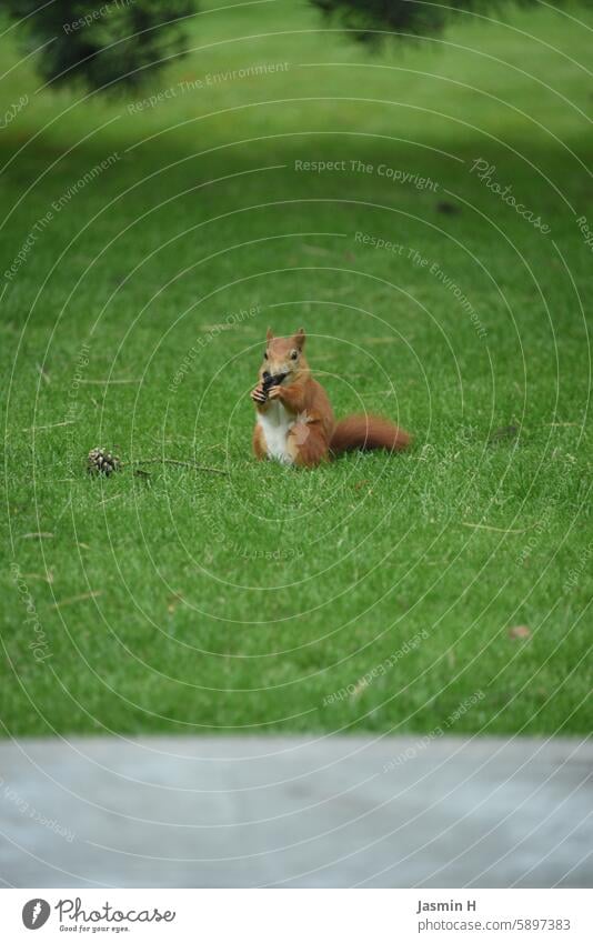 Squirrels eating Animal Nature Colour photo Wild Wild animal Exterior shot Deserted Rodent Small Auburn Garden Lawn Cone Observe Cute Pelt Curiosity