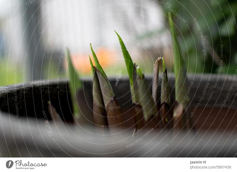 Funkia growing in a pot Spring Funkie Nature Plant Green Garden Colour photo Exterior shot Day Shallow depth of field Growth Deserted naturally Environment