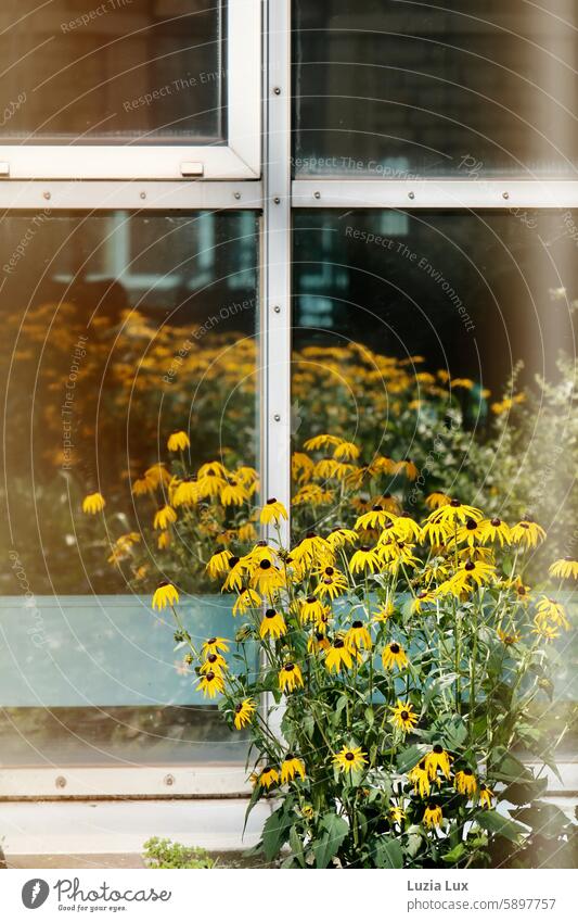 Yellow sun hat reflected in a window pane common coneflower yellow flowers ornamental heyday warm yellow to the sun Indian summer late summer Pane Glass Blossom