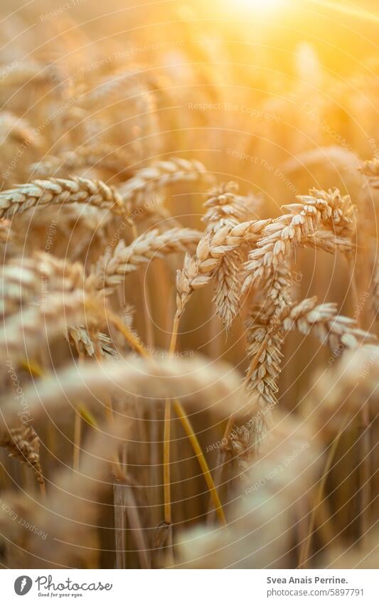 Cereals in the sun Grain Wheat Wheatfield Wheat ear bokeh Sunlight Sunset sun reflection Nature naturally Close-up Nature reserve Sunsets Light Back-light