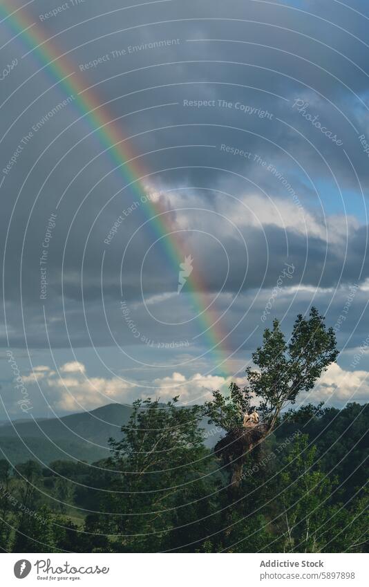 Serene rainbow in the mountains of Palencia tree sky palencia curavacas espiguete nature scenic landscape tranquil outdoors colorful green blue cloud serene