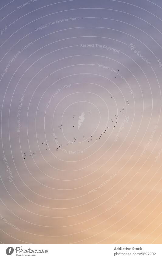 Birds flying at sunset over the mountains of Palencia bird flight sky palencia curavacas espiguete tranquil scene nature outdoor wildlife dusk evening gradient