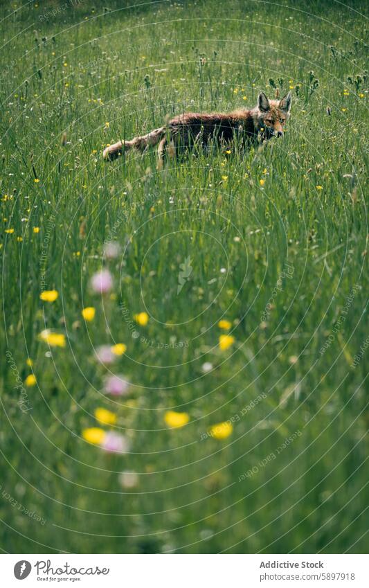 Fox in the lush green meadow of the Palencia mountains fox yellow wildflower curavacas espiguete palencia nature wildlife animal flora blossom spring outdoor