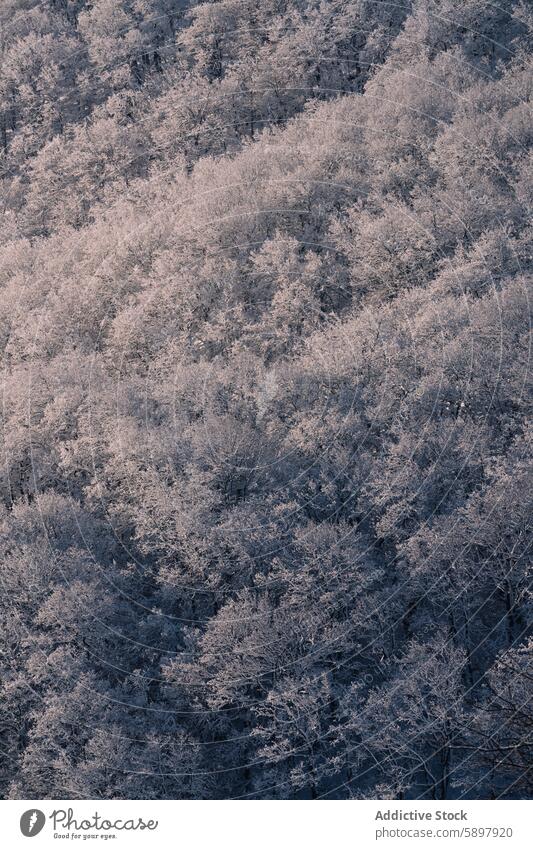 Frost-covered trees in the mountain forests of Palencia frost palencia winter nature landscape picturesque beauty delicate seasonal cold chill environment