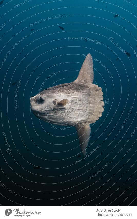 Mola mola sunfish swimming in blue ocean depths mola mola marine underwater deep sea aquatic wildlife nature gliding graceful environment cold large giant