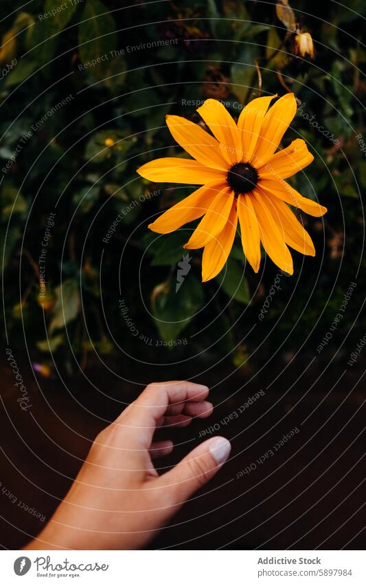 Anonymous gentle hand holding a vibrant yellow flower in nature. touch foliage green delicate bloom petal outdoors leaf summer spring botany garden flora