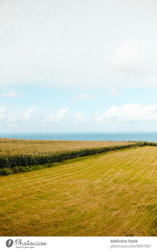 Serene farmland and ocean view on Sao Miguel, Azores. sao miguel azores rural peaceful serene cornfield agriculture atlantic ocean clear sky landscape nature