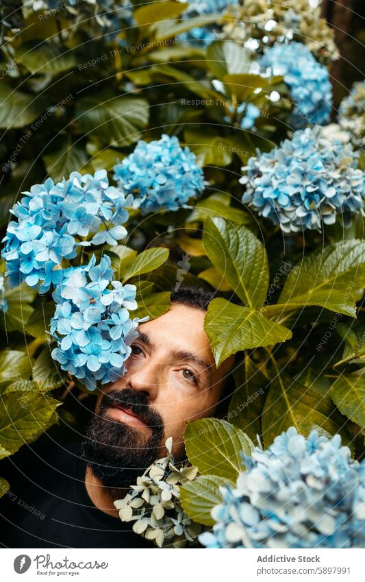Man with hydrangeas in Sao Miguel, Azores. man sao miguel azores flora greenery lush nature outdoors vibrant face visible looking up beard mustache plant bloom