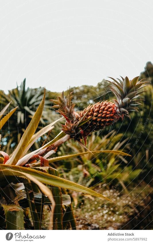 Pineapple plant growing in Sao Miguel, Azores. pineapple sao miguel azores agriculture flora tropical cultivation natural environment green leaf sharp spiky