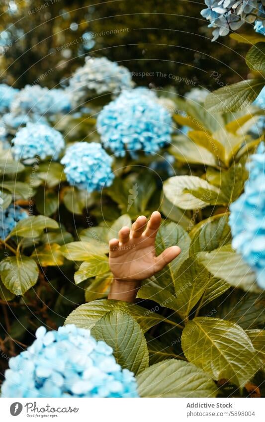Human hand reaching through vibrant hydrangeas in Sao Miguel. nature foliage sao miguel azores lush blue green outstretched plant flower bloom garden touch leaf