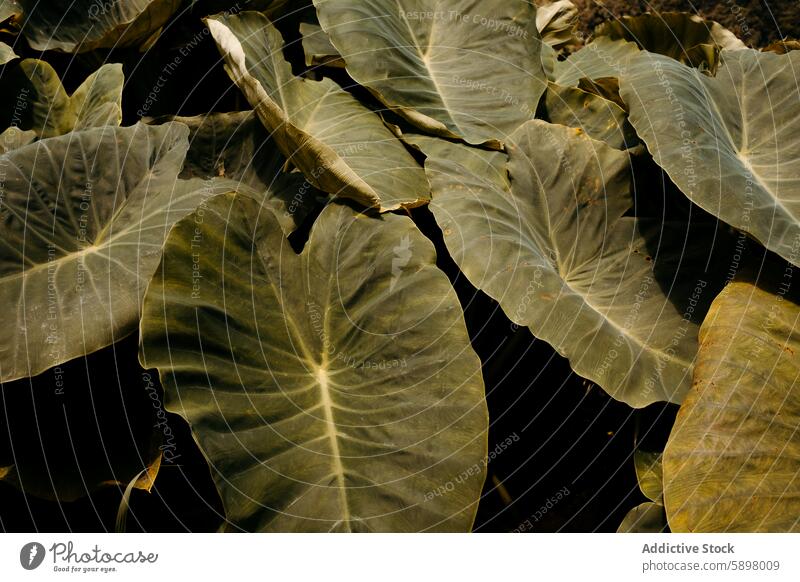 Lush greenery of plant leaves in Sao Miguel, Azores. leaf texture close-up vein nature sao miguel azores outdoor lush flora botanical foliage environment