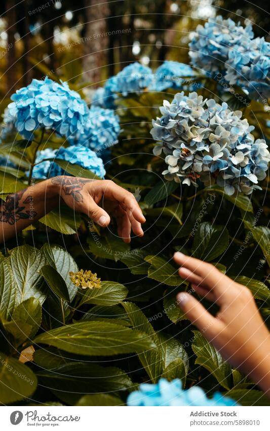 Tender moment with hydrangeas in Sao Miguel, Azores. hand flower touch garden plant sao miguel azores leaf flora bloom blossom nature outdoor green blue