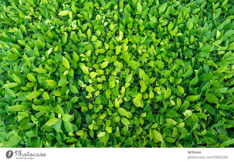 Small green leaves in hedge wall texture background. Closeup green hedge plant in garden. Eco evergreen hedge wall. Natural backdrop. Beauty in nature. Green leaves with natural pattern wallpaper.