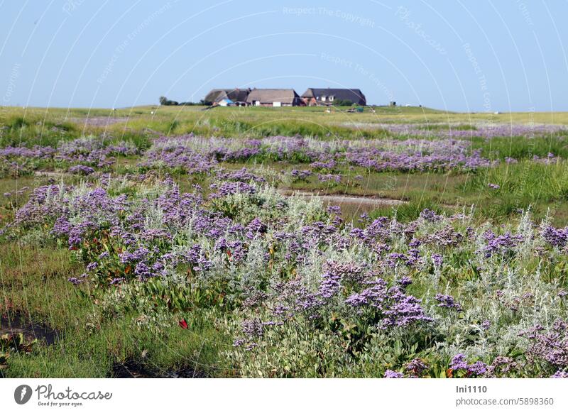 Hallig Gröde |Strandflieder and beach mugwort on Hallig Gröde Summer North Sea reverberant pitched houses salt marshes wild plants purple Marsh rosemary