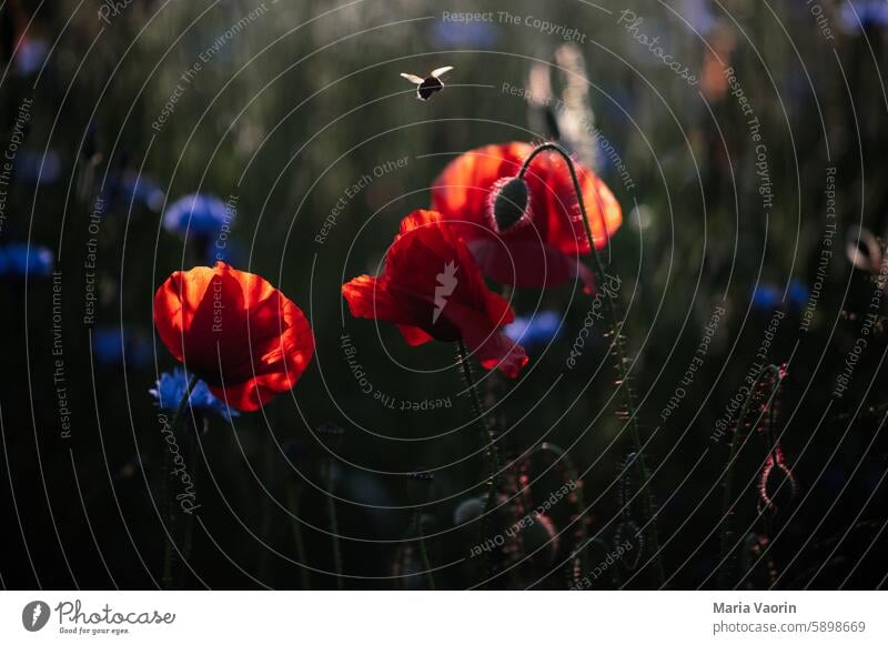 Bee flies over poppies Flying poppy flower wild flowers Nature Summer Blossom Blossoming Meadow Wild plant Meadow flower Flower meadow Insect Insect-friendly