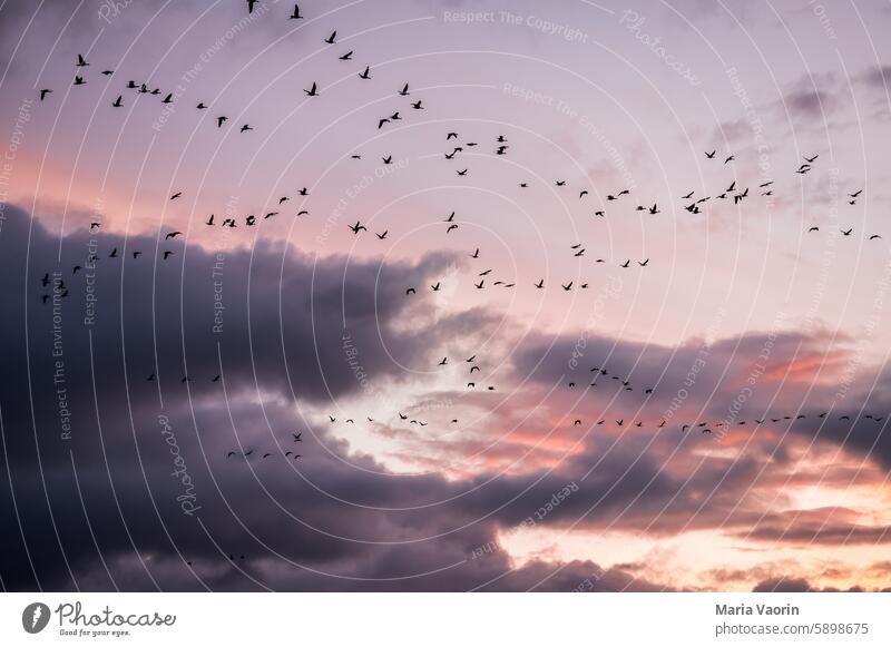 Migratory birds in the evening sky bird migration Sky Twilight Sunset Flock of birds Group of animals Freedom Wild animal Flight of the birds cloudy Flying