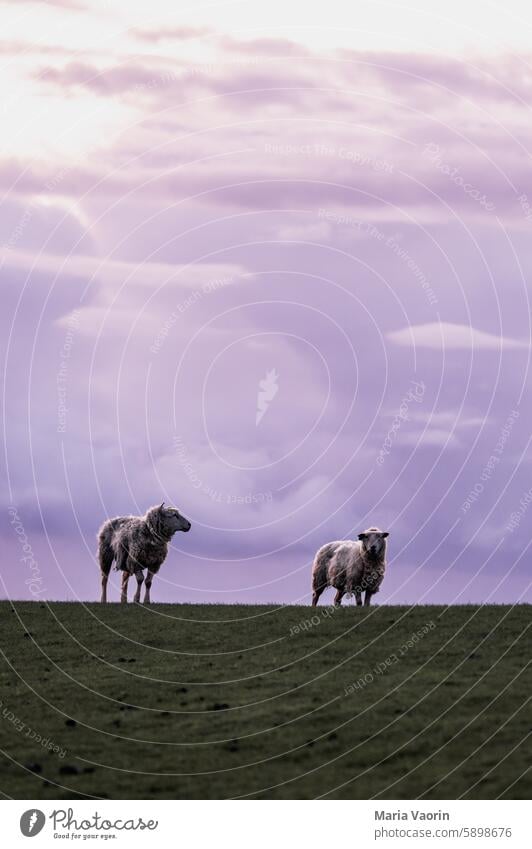 Two sheep on a dike Sheep Dike Northern Germany North Sea Exterior shot Sky Wool Mammal Meadow Farm animal Willow tree Deserted Landscape sheep's wool