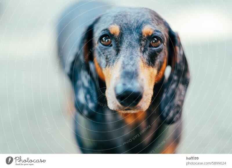 Vigilant dachshund - up close and personal Dachshund Puppy dog look Dachshund dog Close-up portrait Animal portrait Looking into the camera Animal face 1 Dog