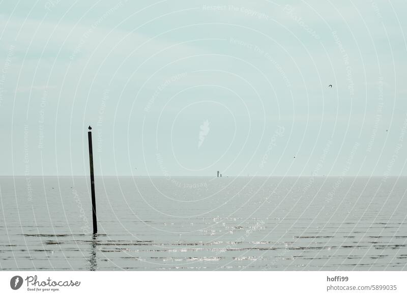 Silhouette of an oystercatcher on a pole in the Wadden Sea as the water rises Nature Horizon above the water Loneliness North Sea coast Relaxation Tide