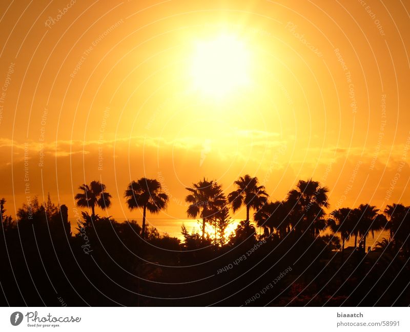 canary sunrise Palm tree Sunrise Sunset Vacation & Travel Canaries Ocean Summer Celestial bodies and the universe Morning holiday